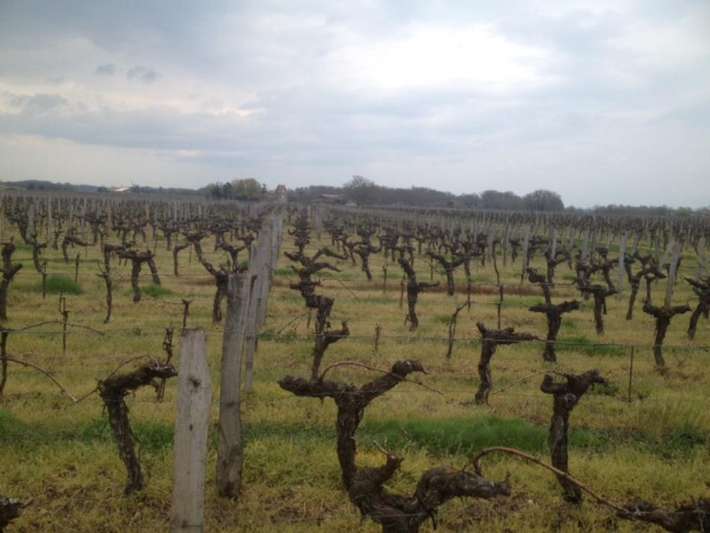 Domaine Viticole Chateau Gerbaud
