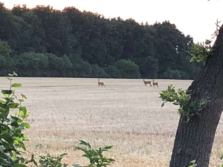 Hoppelino Heuherberge am Sachsenwald