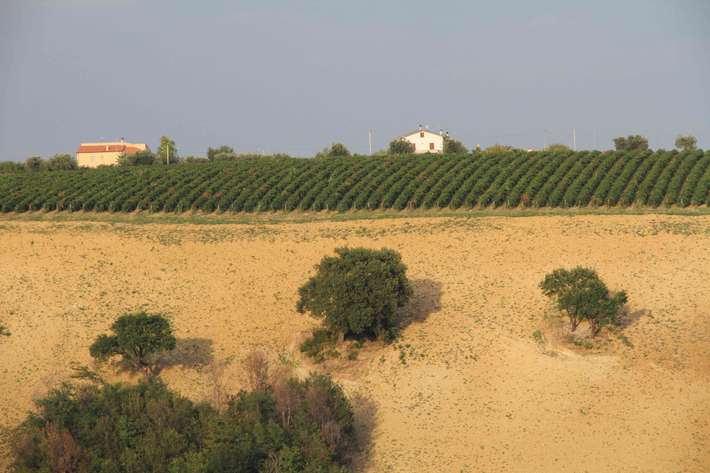 Area Comunale