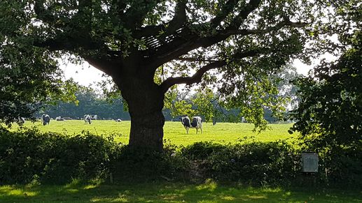 Een foto toegevoegd aan een locatie