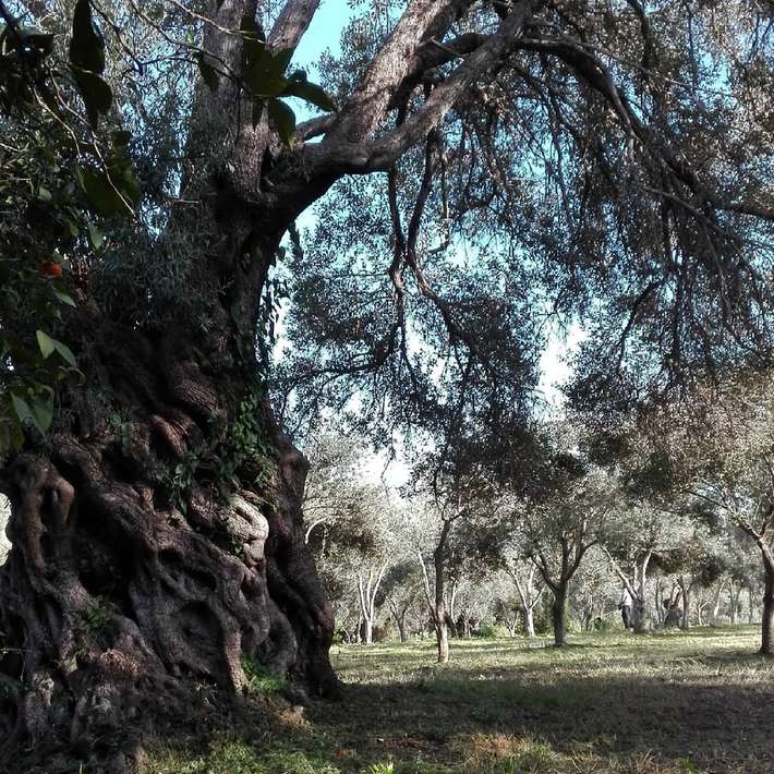 Agricampeggio Erbavoglio