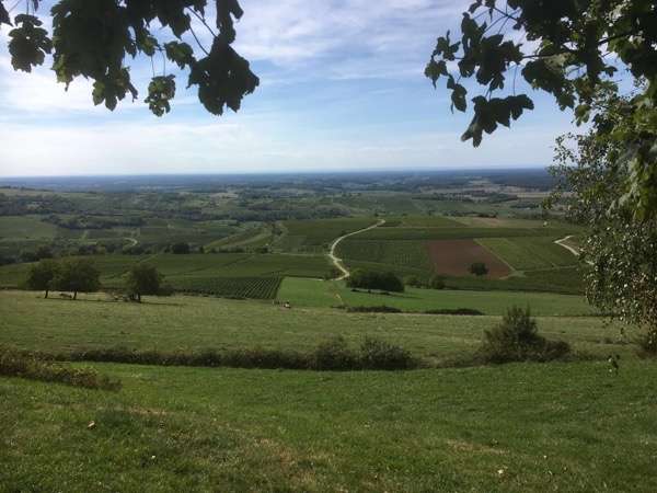 Le Vignoble de Pupillin