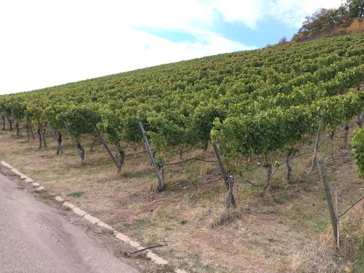 Stellplatz Weingut Zaiss