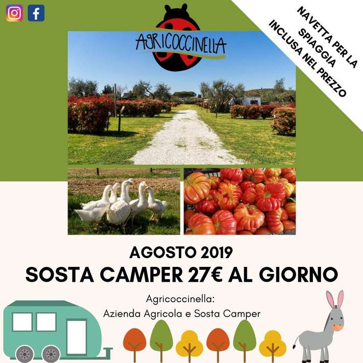 Agricoccinella