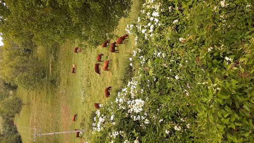 Een foto toegevoegd aan een locatie