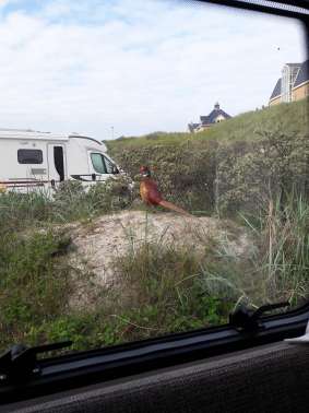 Een foto toegevoegd aan een locatie