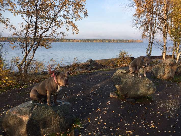 Gamla Färja