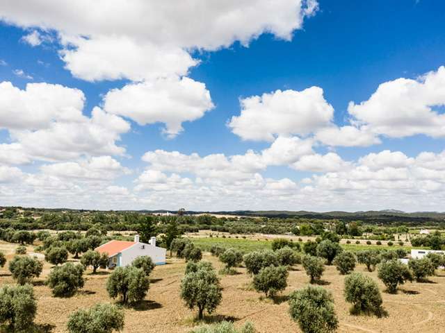 Amor é Cego Olive Oil
