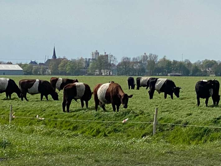 Camperplaats Polder-hof bij Kampeerboerderij 