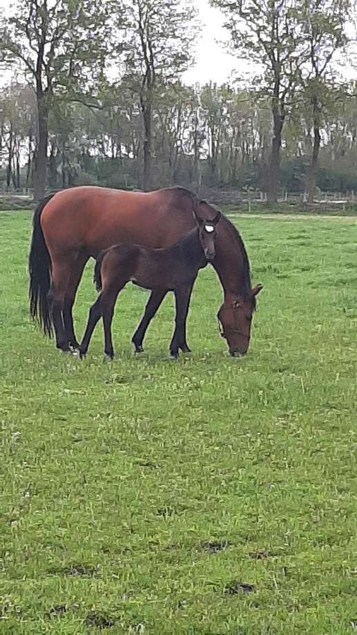 Een foto toegevoegd aan een locatie