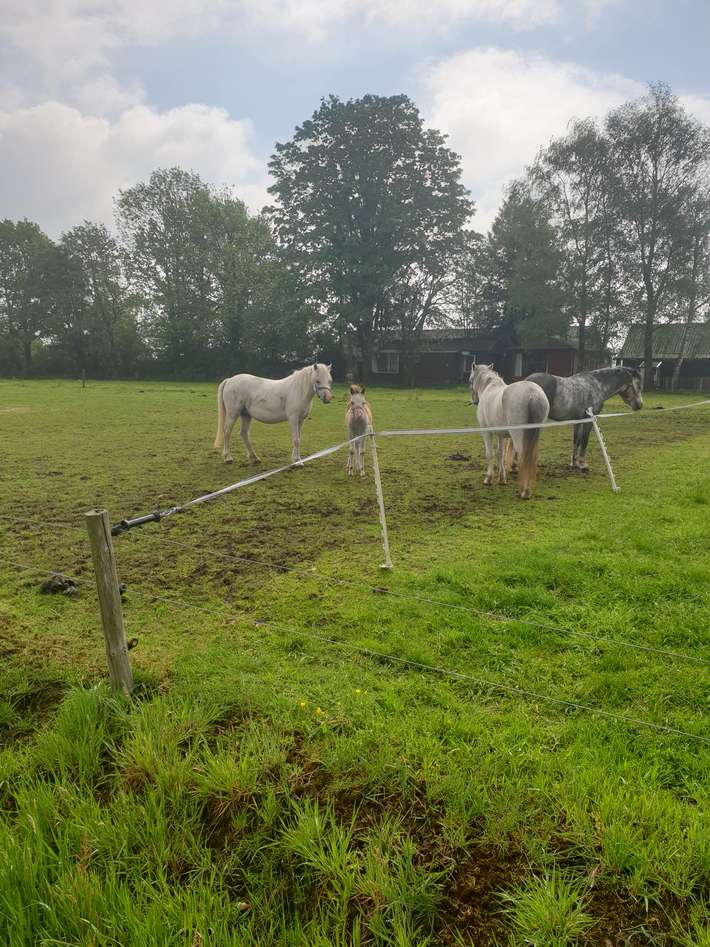 Camping 't Westdorp