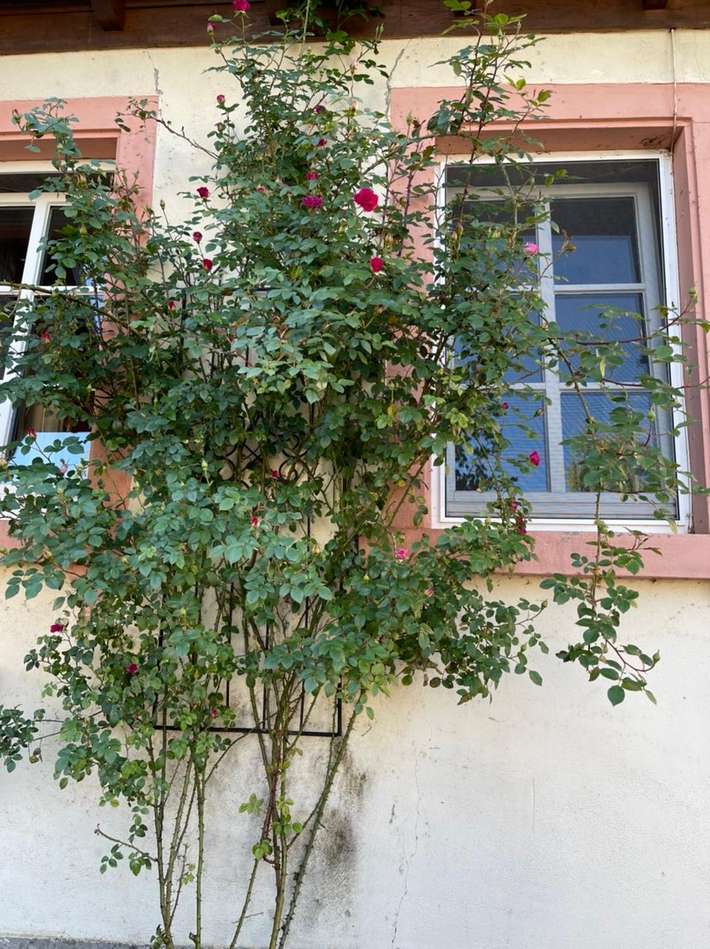 Stellplatz Gundheimerhof 