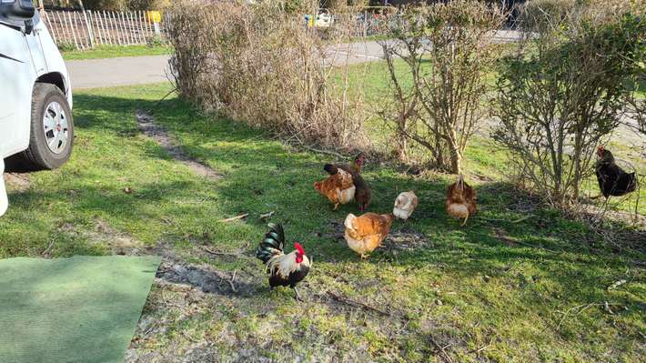 Duinoord, Ardoer camping 