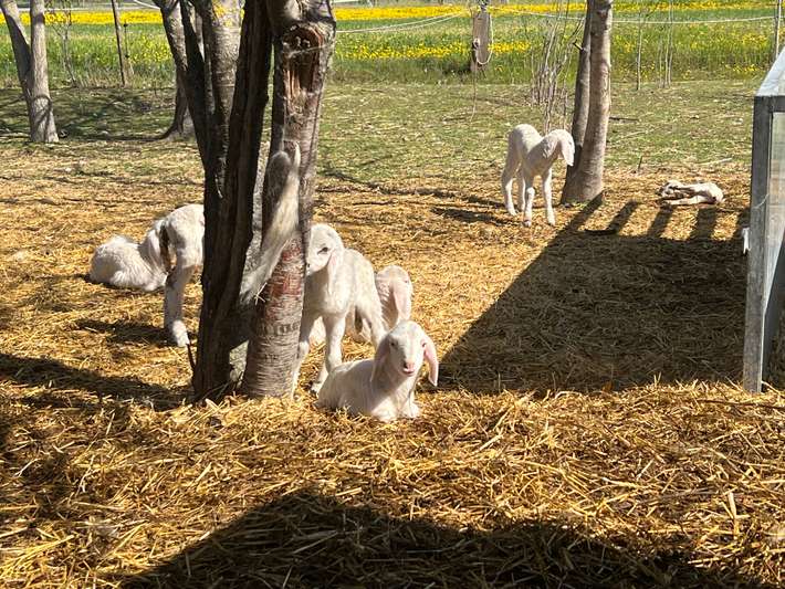 Agriturismo La Longarola