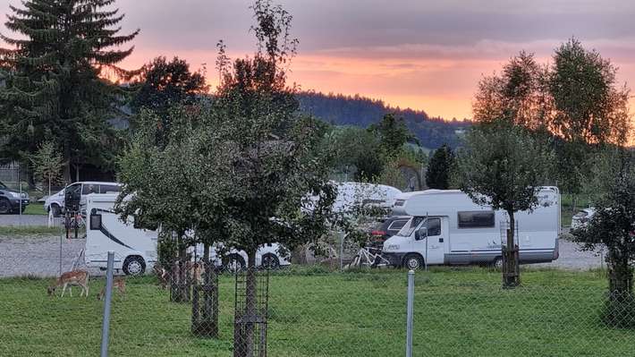 Hirschpark live...