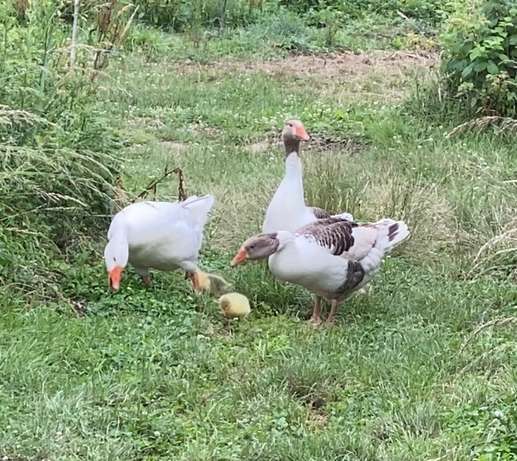 Aggiunta una foto a una posizione