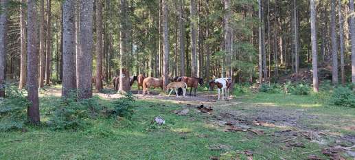 Added a photo to a location