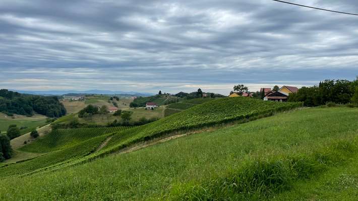 Vinogradništvo Mulec