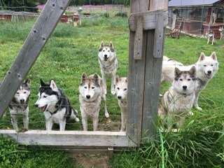 Nordic Husky Farm Björnvägen