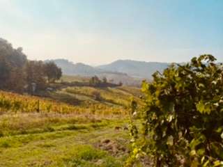 Azienda Vitavinocola La Bandina