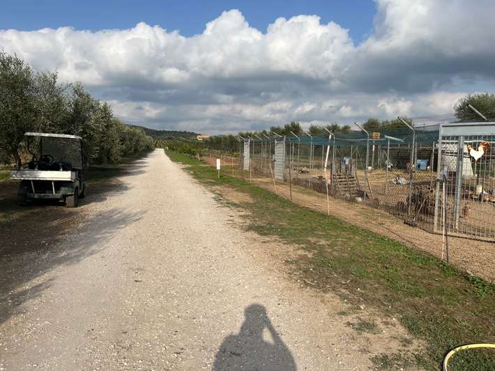 Agricoccinella