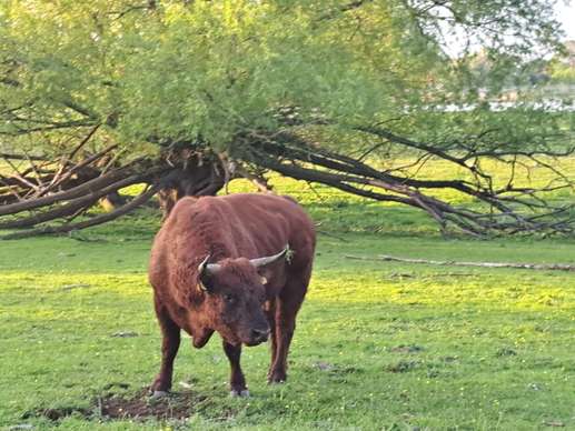 Een foto toegevoegd aan een locatie