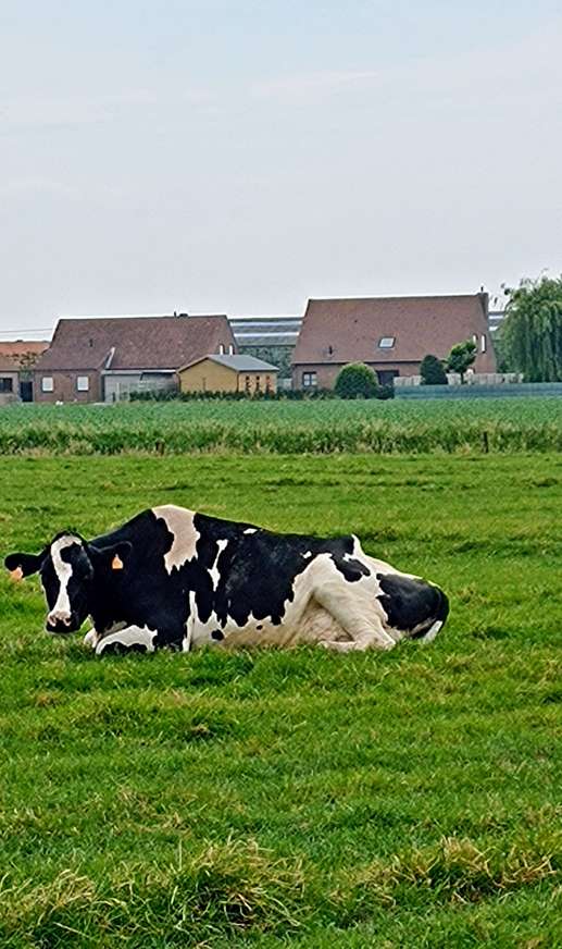 Een foto toegevoegd aan een locatie