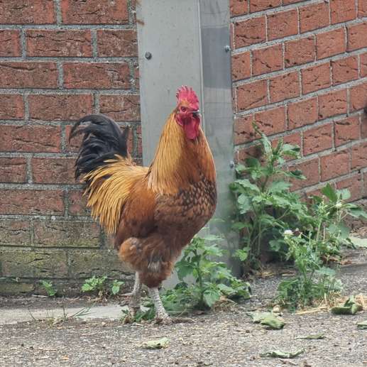 Een foto toegevoegd aan een locatie