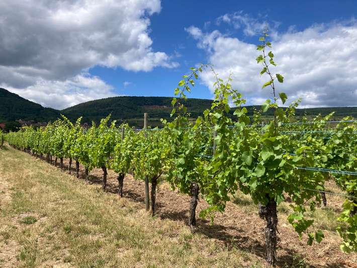Domaine Gueth