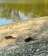 Camping municipal La Rivoirette photo 2