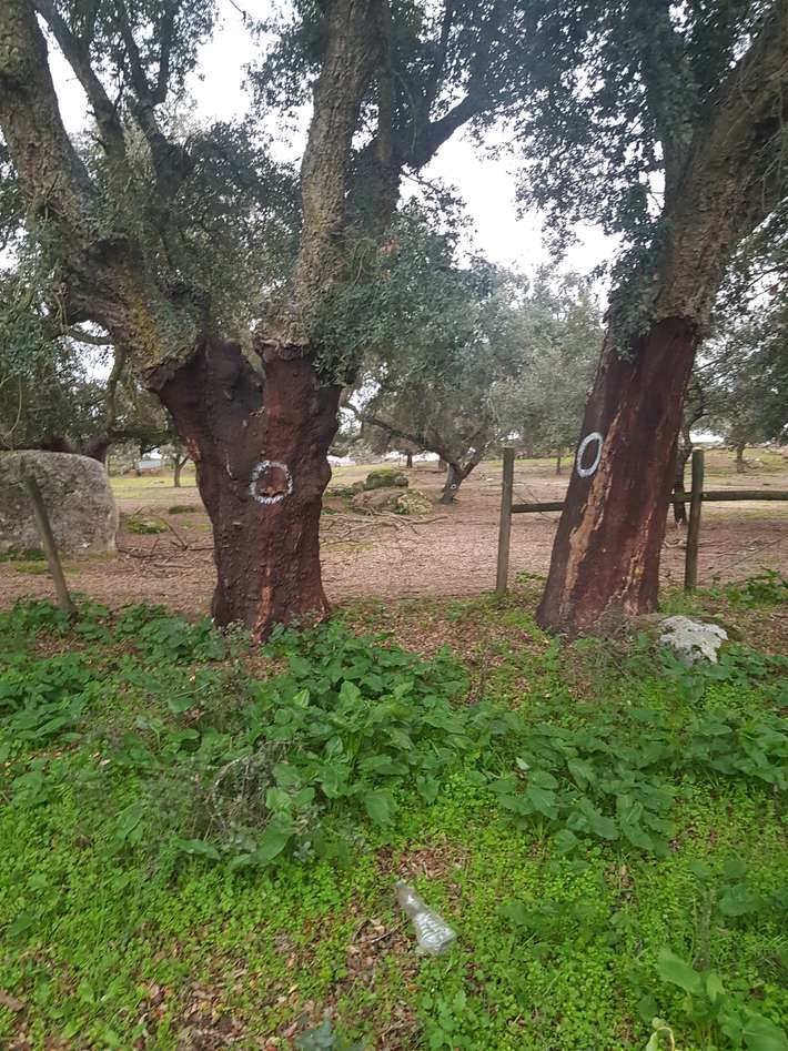 Camping Puro Alentejo
