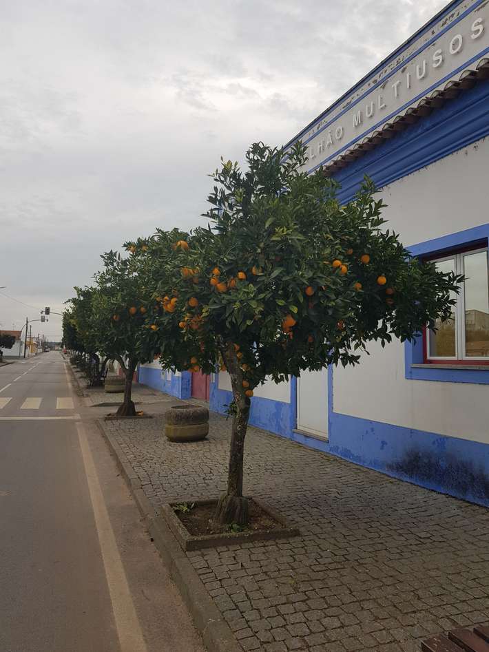 Camping Puro Alentejo