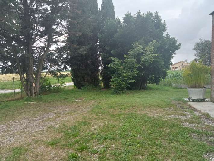 Il prugno contorto