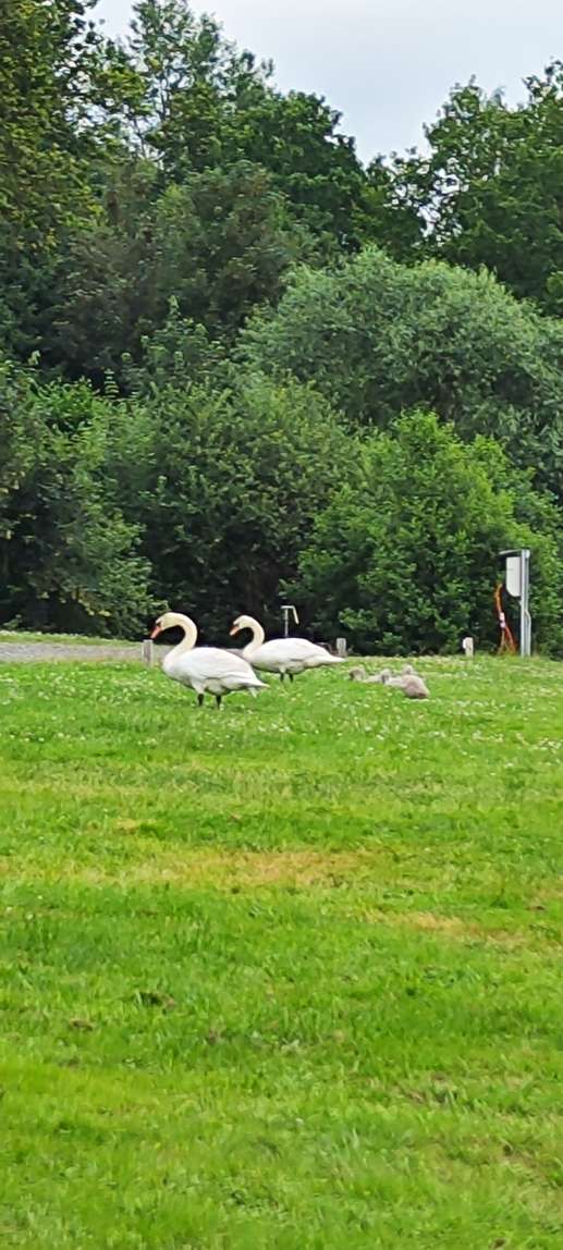 Een foto toegevoegd aan een locatie