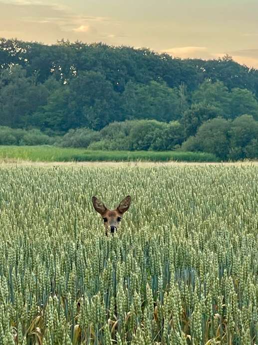 Een foto toegevoegd aan een locatie
