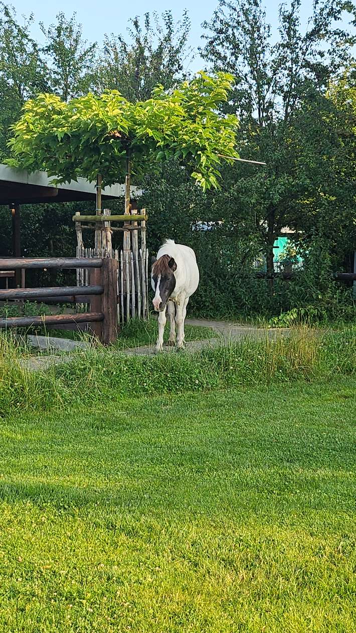Brockmühle