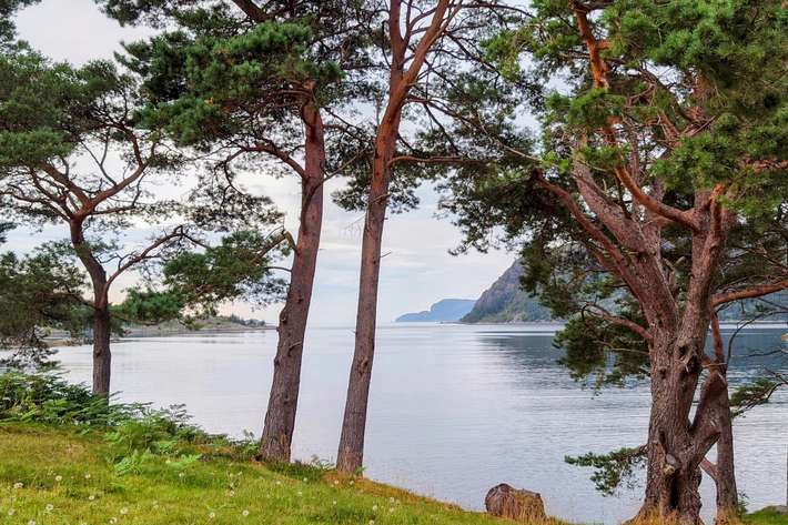 Camping Skottneset
