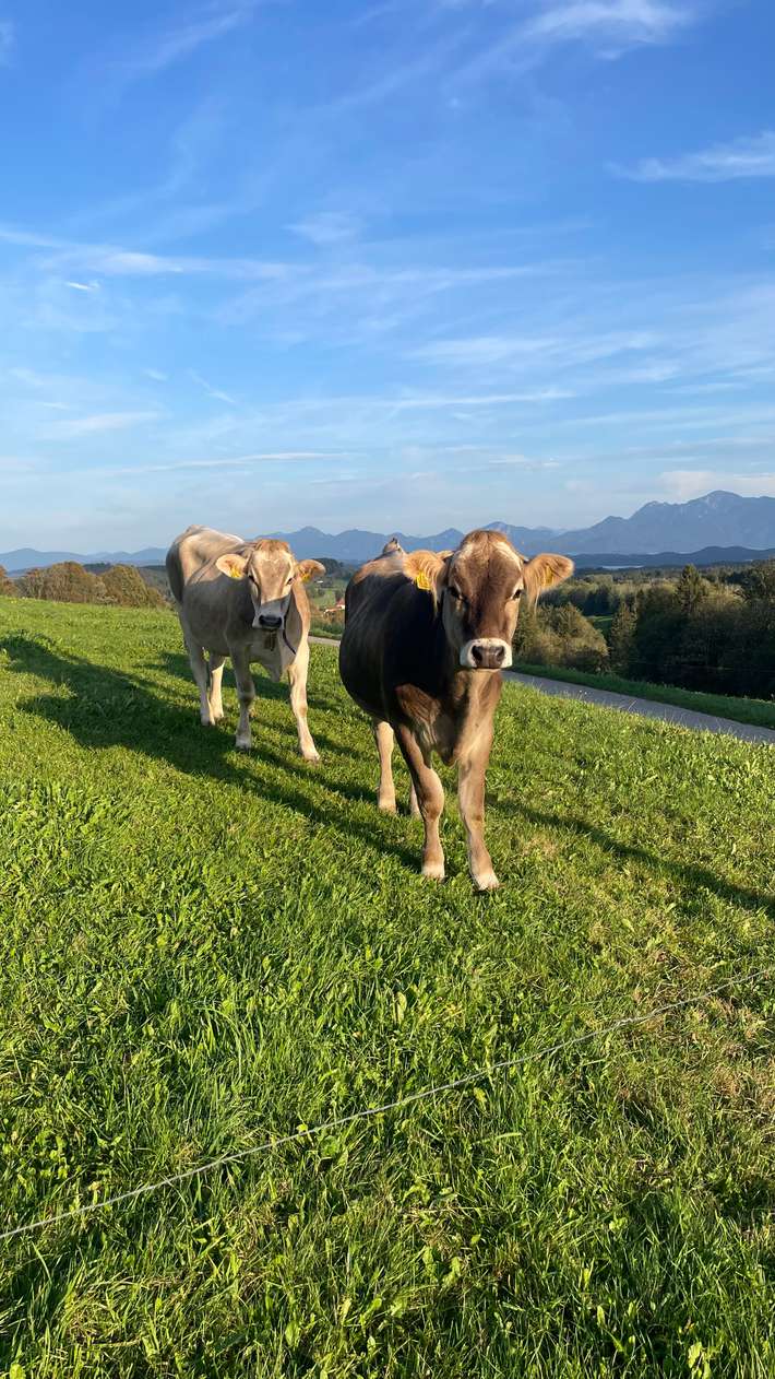 Stellplatz mit Landliebe und Bergblick beim Staffelsee