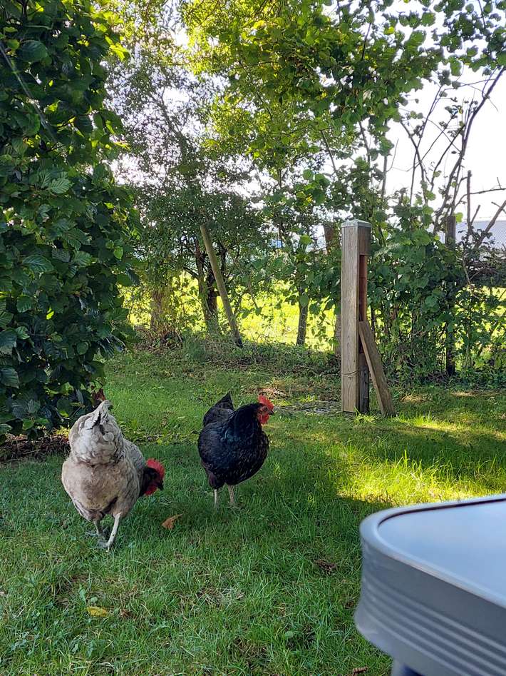 Camping L'Escargot