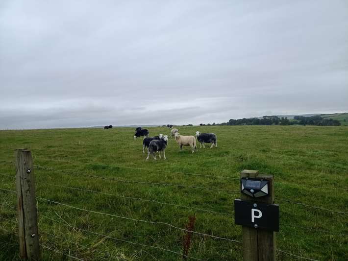 Clanfin Native Breeds