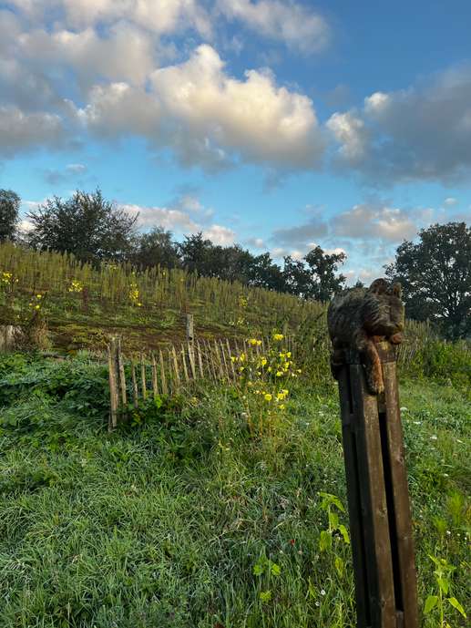 Een foto toegevoegd aan een locatie