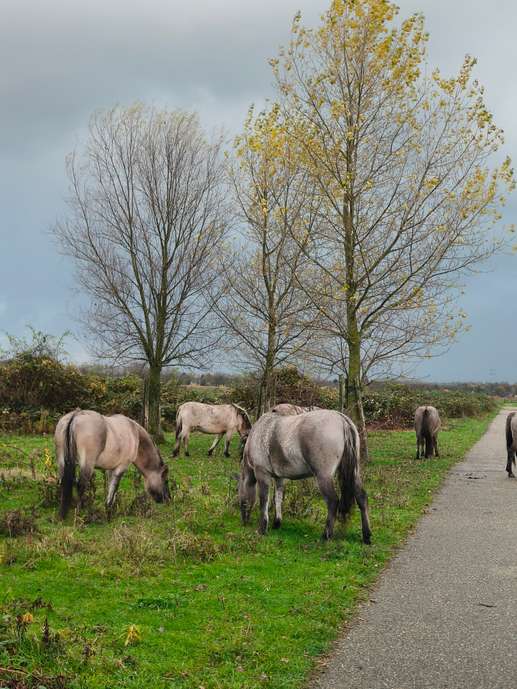 Een foto toegevoegd aan een locatie