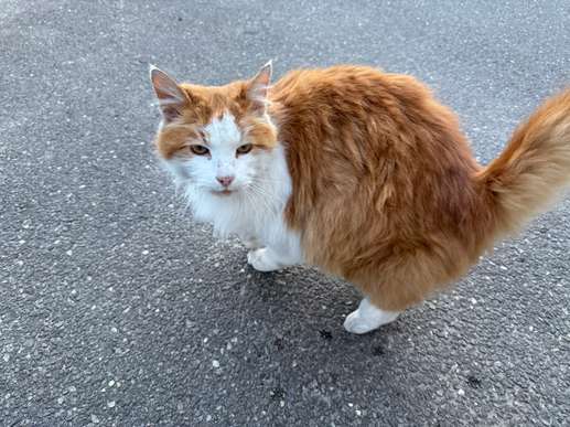 Een foto toegevoegd aan een locatie