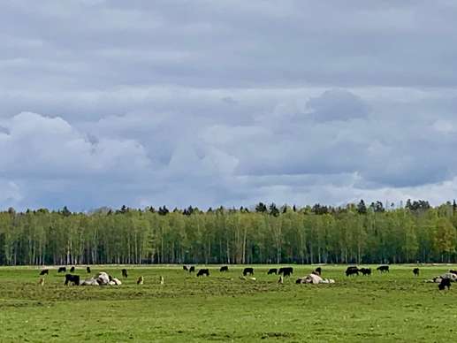 Een foto toegevoegd aan een locatie