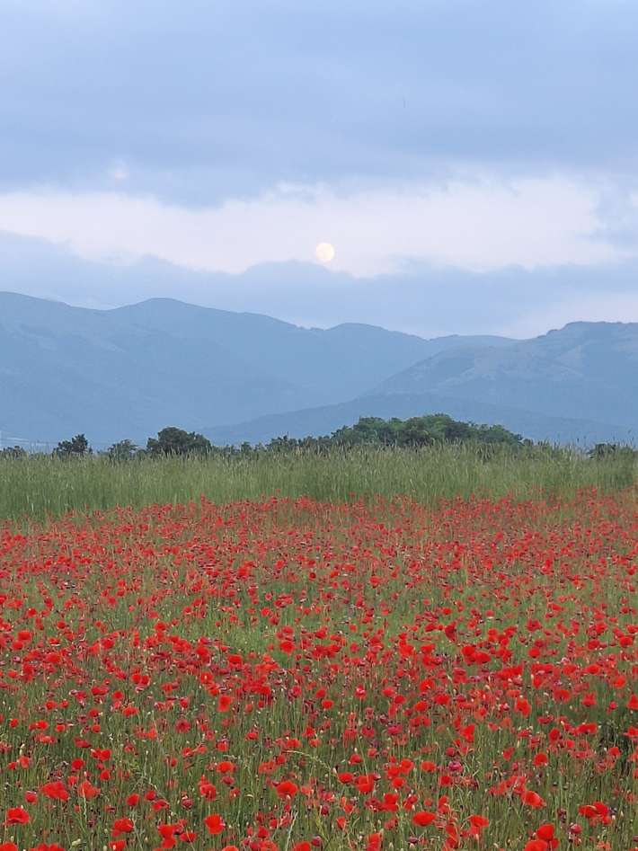 Brandimarte Maurizio