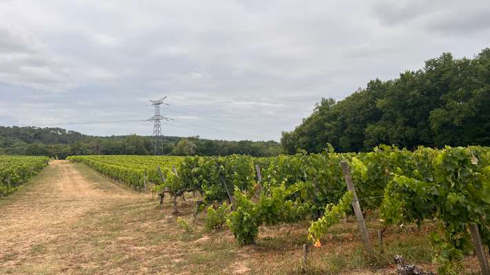Domaine de la Grave - Vignobles 