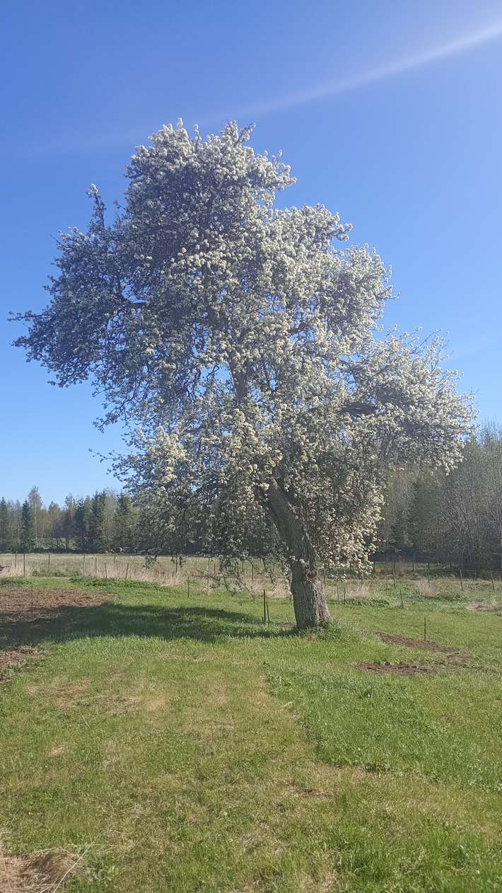 Boda Gård