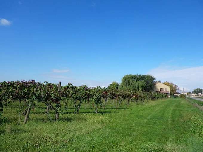 Azienda Agricola Giovanni Pacchioni