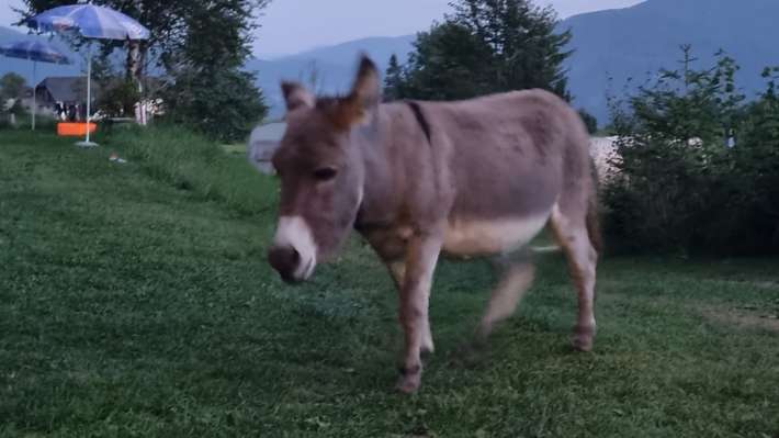 Natuurcamping Peterbauernhof