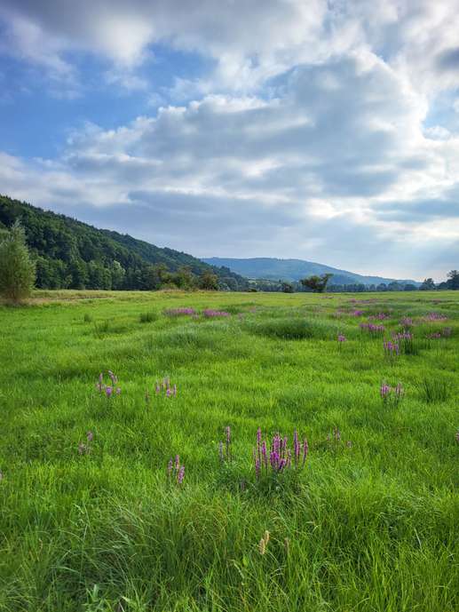 Een foto toegevoegd aan een locatie